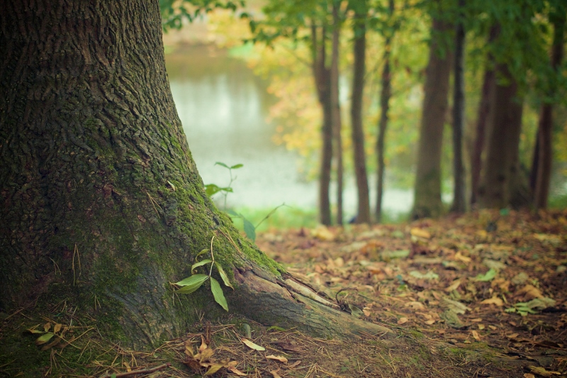 The Big Wood – New Furniture in the Fall