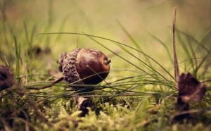 Filbert acorn
