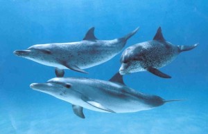 Three Dolphins