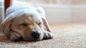 dog_puppy_snout_sleep_89809_1920x1080 (640x360)