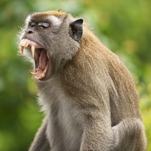 macaque