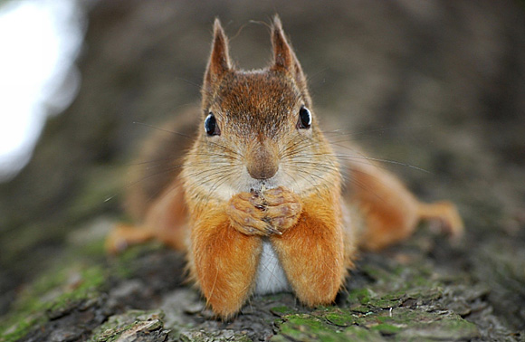 Squirrel Appreciation Day – Go Nuts!