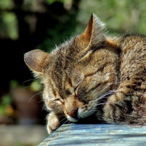 cat-590684_1920 (800x533)