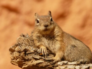 golden-mantled-ground-squirrel-4588_1920