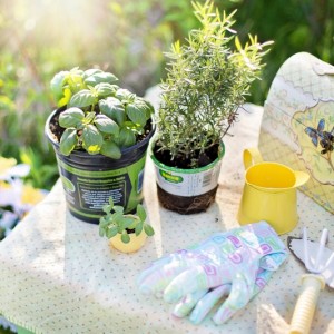 planting-780736_1920 (800x533)