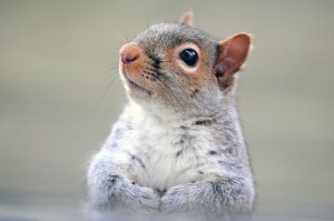 squirrel-612369_1280