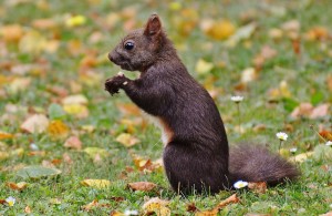 squirrel-860160_1280
