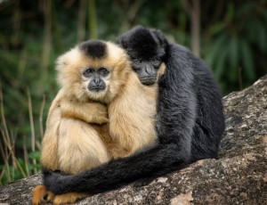 ape-530759_1920 (800x613)