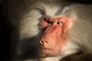 baboon-655313_1920 (800x533)