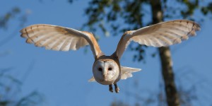 barn-owl-1107397_1920