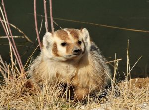 badger-937018_1280 (800x592)