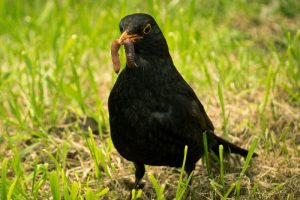 black-bird-1355556_1920 (800x534)