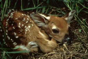 fawn-597531 (800x536)