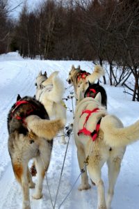 huskies-333625_1920 (533x800)