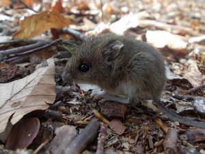 wood-mouse-823796_1280 (800x600)