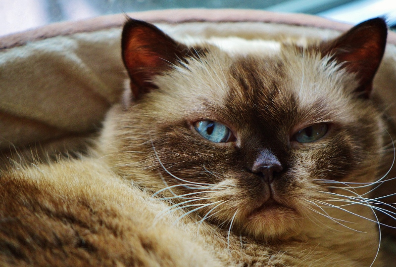 cat-1392009_1920 (800x540)