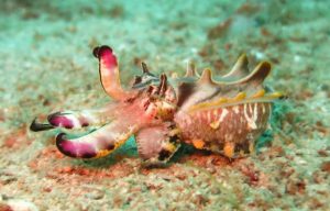 Cuttlefish