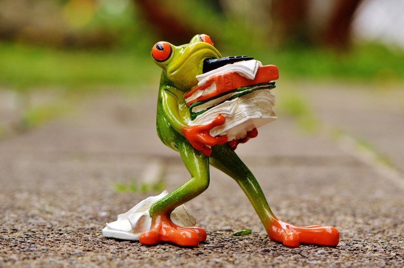 frog-1339916_1920 (800x532)