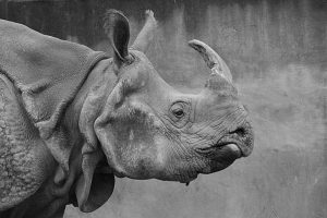 rhino-1118684_1920-800x534