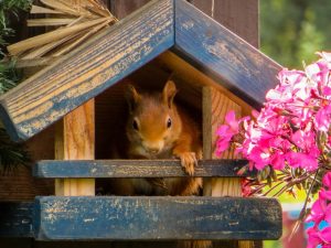 squirrel-826709_1920-800x600
