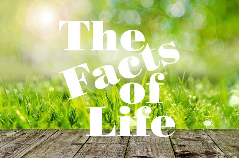 Fortune Cookie Friday: The Facts of Life