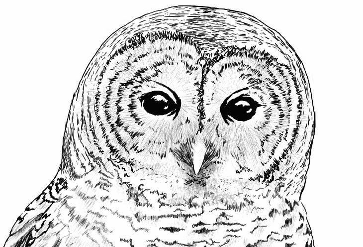 Barred Owl Illustration