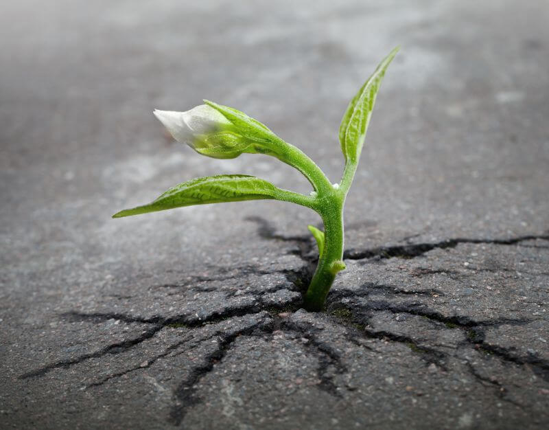 Fortune Cookie Friday: Get Up & Grow