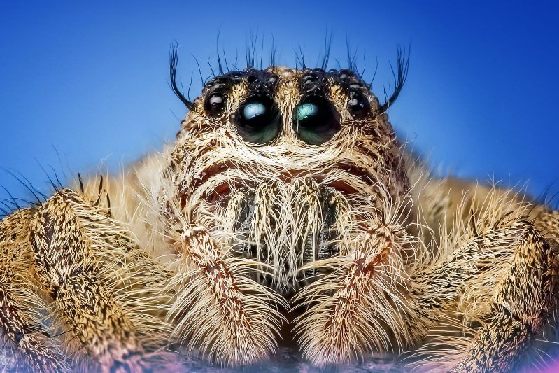 Fortune Cookie Friday: Don’t Fear Doubt (or Spiders)