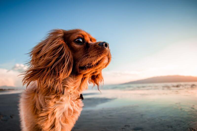 Fortune Cookie Friday: Every Dog Has His Day