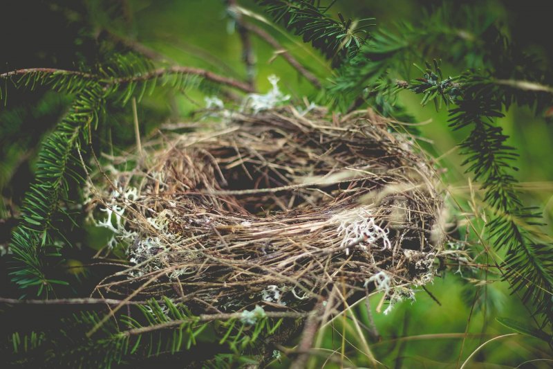 Fortune Cookie Friday: The Best of Nests