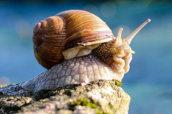 snail on rock
