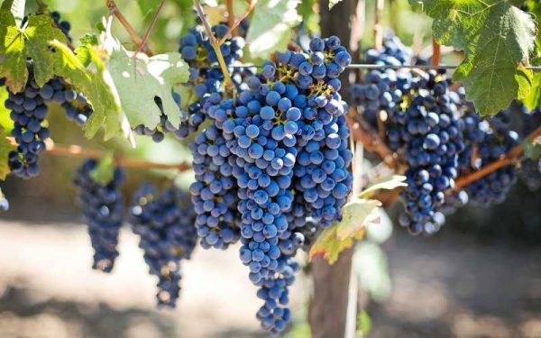 grapes hanging from vines