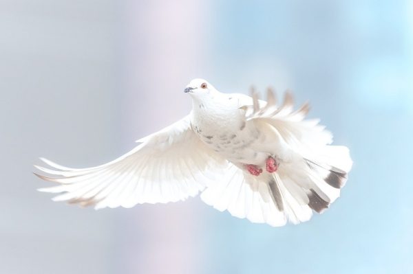 White dove flying
