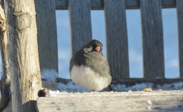 Junco