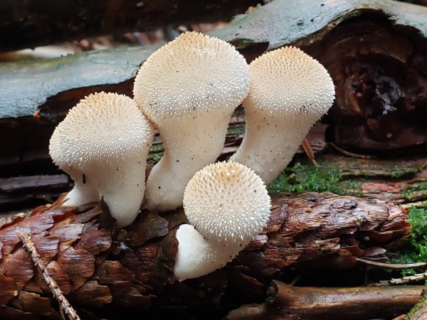 Cluster of four white, spiky-topped puffball mushrooms growing on a pine cone and surrounded by pieces of wood and moss in a forest setting.
